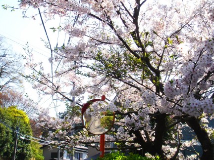 途中の桜