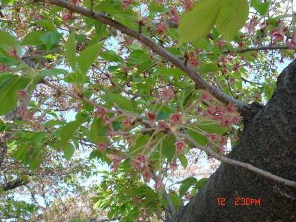 dsc01392 dsc01392