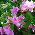 dsc01730