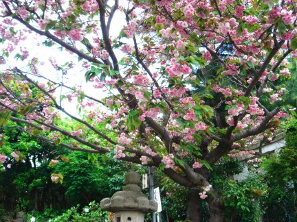 八雲神社