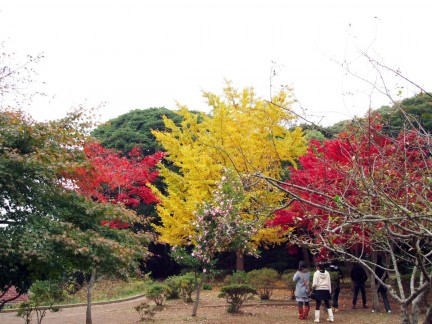 海蔵寺紅葉