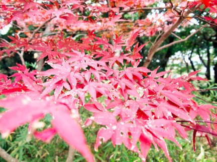 海蔵寺紅葉