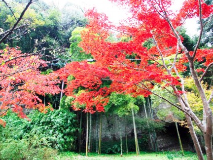 海蔵寺紅葉